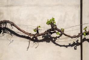 Grapevine branch on the background of a concrete gray wall with dark shadow photo