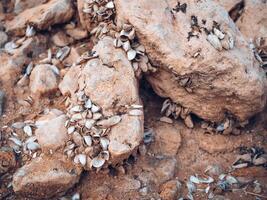 pila conchas de muerto moluscos en piedras en fondo de un seco lago foto