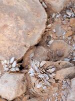 de cerca conchas de muerto moluscos en Roca en fondo de un seco lago foto