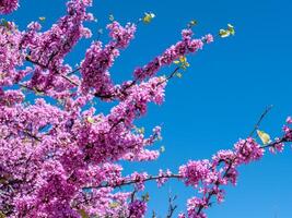 beautiful pink blooming redbud flowers Cercis siliquastrum on a tree in spring on blue sky background photo