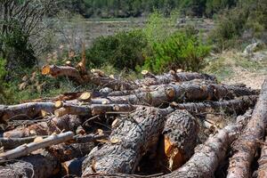 felled tree trunks lie on the side of a rural road on a sunny day photo