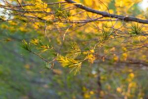 Naturalistic selective focus background with mediterranean pine tree branch with green and yellow needles photo