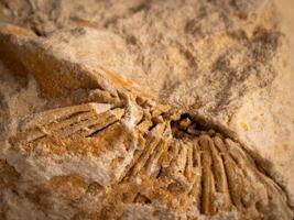 closeup of a Ancient fossil imprint in limestone photo