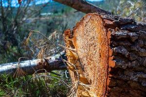 Illegally felled tree trunks lie in forest on a sunny day photo