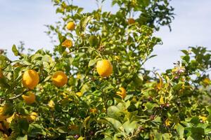 Fresh ripe yellow lemons on a lemon tree surrounded by green foliage in a rural garden under a blue sky photo