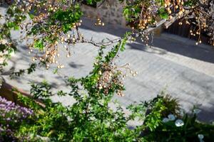 Green melia azerdach tree branches over a small town street photo