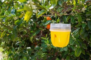 amarillo el plastico pegajoso insecto trampa en un Mandarina árbol ramas en un jardín foto