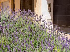 a bush of fragrant lavender flowers on the street of a small town photo