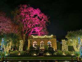 lights with different colors projected on Trees at night in a historic garden in San Francisco California photo