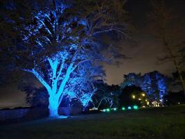 luces con diferente colores proyectado en arboles a noche en un histórico jardín en san francisco California foto