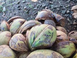 coconut husk or coconut fiber photo