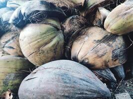 coconut husk or coconut fiber photo