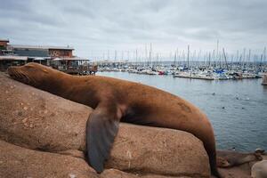 Relaxed sea lion lounging on rocky ledge near busy marina. photo