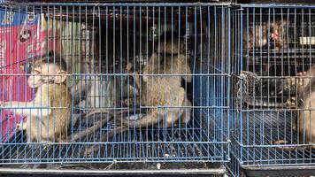 Baby Monkey in cage sold at an animal market photo
