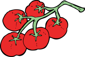 tomatoes on vine illustration png