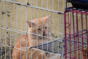 gato en un jaula a un adopción justa para animales rescatado desde el calle. foto