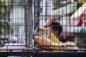 cat in a cage at an adoption fair for animals rescued from the street. photo