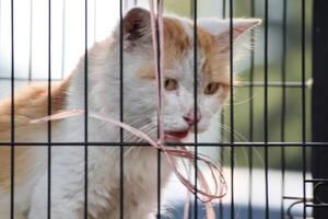 gato en un jaula a un adopción justa para animales rescatado desde el calle. foto