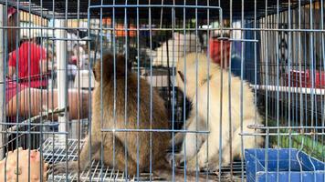 bebé mono en jaula vendido a un animal mercado foto