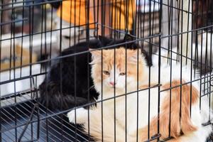 cat in a cage at an adoption fair for animals rescued from the street. photo