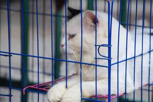 gato en un jaula a un adopción justa para animales rescatado desde el calle. foto