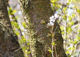 soft pink beautiful Japanese cherry blossoms flower or sakura bloomimg on the big tree branch. Small fresh buds and many petals layer romantic flora in botany garden. photo