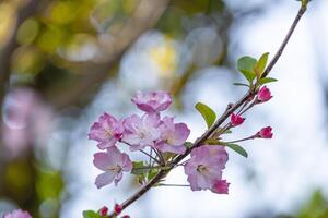 beauty group of sweet pink Japanese cherry blossoms flower or sakura bloomimg on the tree branch. Small fresh buds and many petals layer romantic flora in botany garden. photo