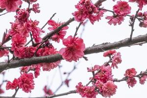 Pink and red fresh chinese plum beautiful flower similar sakura bloomimg on the branch tree. Small fresh bouquet buds and many petals layer romantic floral isolated on white background. photo