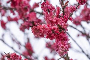 Pink and red fresh chinese plum beauty flower similar japanese sakura bloomimg on the tree branch. Small fresh buds and many petals layer romantic floral isolated on white background. photo