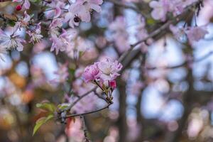 beauty pink Japanese cherry blossoms flower or sakura bloomimg on the tree branch. Small fresh buds and many petals layer romantic flora in botany garden natural park. photo