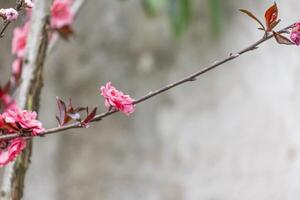 rosado y rojo Fresco chino ciruela belleza flor similar sakura Bloomimg en el árbol rama. pequeño Fresco ramo de flores brotes y muchos pétalos capa romántico floral en jardín foto