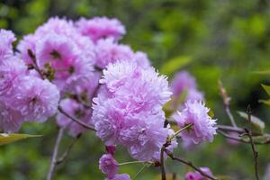 group of beauty soft sweet pink Japanese cherry blossoms flower or sakura bloomimg on the tree branch. Small fresh buds and many petals layer romantic flora in botany garden. photo