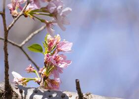 belleza rosado japonés Cereza flores flor o sakura Bloomimg en el árbol rama. pequeño Fresco brotes y muchos pétalos capa romántico flora en botánica jardín. aislado en azul cielo. foto