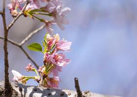 beauty pink Japanese cherry blossoms flower or sakura bloomimg on the tree branch. Small fresh buds and many petals layer romantic flora in botany garden. isolated on blue sky. photo