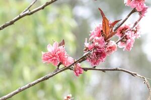 hermosa suave rosado ciruela flor Bloomimg en el árbol rama. pequeño Fresco brotes y muchos pétalos capa romántico flora en botánica natural jardín azul cielo antecedentes. foto