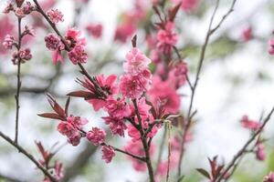 Pink plum flower bloomimg on the tree branch. Small fresh buds and many petals layer romantic flora in botany garden blue sky background. photo