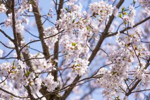 beautiful group of pink Japanese cherry blossoms flower or sakura bloomimg on the tree branch. Small fresh buds and many petals layer romantic flora in botany garden. isolated on blue sky. photo