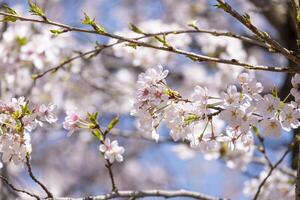 beautiful bouquet pink Japanese cherry blossoms flower or sakura bloomimg on the tree branch. Small fresh buds and many petals layer romantic flora in botany garden. isolated on blue sky. photo