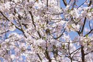 beautiful soft pink Japanese cherry blossoms flower or sakura bloomimg on the tree branch. Small fresh buds and many petals layer romantic flora in botany garden. isolated on blue sky. photo