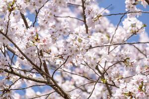 Pink fresh bouquet Japanese cherry blossoms flower or sakura bloomimg on the tree branch. Small fresh buds and many petals layer romantic flora in botany garden blue sky background. photo