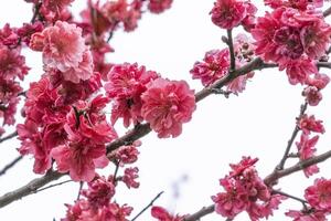 Pink and red fresh chinese plum beauty flower similar sakura bloomimg on the tree branch. Small fresh buds and many petals layer romantic floral isolated on white background. photo