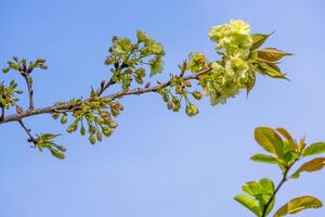 white Japanese cherry blossoms flower or sakura bloomimg on the tree branch. Small fresh buds and many petals layer romantic flora in botany garden in blue sky background photo