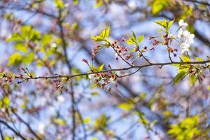 beautiful bouquet pink Japanese cherry blossoms flower or sakura bloomimg on the tree branch. Small fresh buds and many petals layer romantic floral in botany garden photo