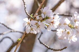 beauty soft pink Japanese cherry blossoms flower or sakura bloomimg on the tree branch. Small fresh buds and many petals layer romantic flora in botany garden. photo
