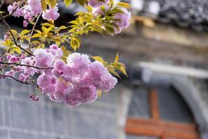 bouquet pink Japanese cherry blossoms flower or sakura bloomimg on the tree branch. Small fresh buds and many petals layer romantic flora in botany garden. photo