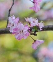 belleza suave rosado japonés Cereza flores flor o sakura Bloomimg en el árbol rama. pequeño Fresco brotes y muchos pétalos capa romántico flora en botánica jardín natural parque. foto