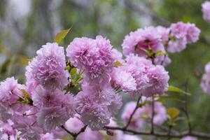 group of beautiful soft sweet pink Japanese cherry blossoms flower or sakura bloomimg on the tree branch. Small fresh buds and many petals layer romantic flora in botany garden. photo