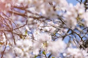 select focus beautiful bouquet pink Japanese cherry blossoms flower or sakura bloomimg on the tree branch. Small fresh buds and many petals layer romantic flora in botany garden. isolated on blue sky photo