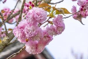 beautiful soft bouquet sweet pink Japanese cherry blossoms flower or sakura bloomimg on the tree branch. Small fresh buds and many petals layer romantic flora in botany garden park photo