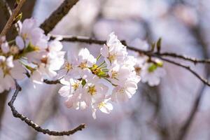 soft pink Japanese cherry blossoms flower or sakura bloomimg on the tree branch. Small fresh buds and many petals layer romantic flora in botany garden. photo